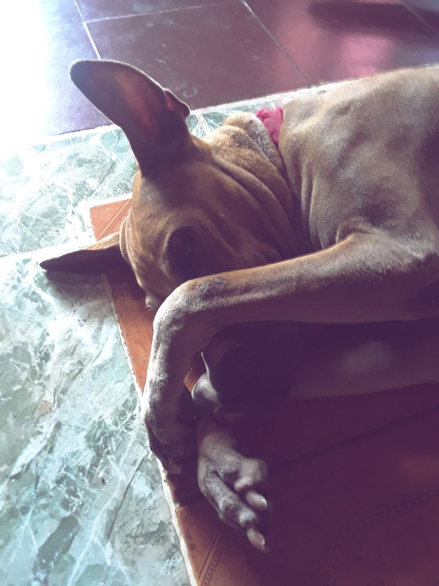 Dannyanmgrey's tweet photo. Mi vida será horrible sin ti 😭. Fuiste una gran amiga. Te amaré por siempre #Colbie https://t.co/HtCnhxjseT