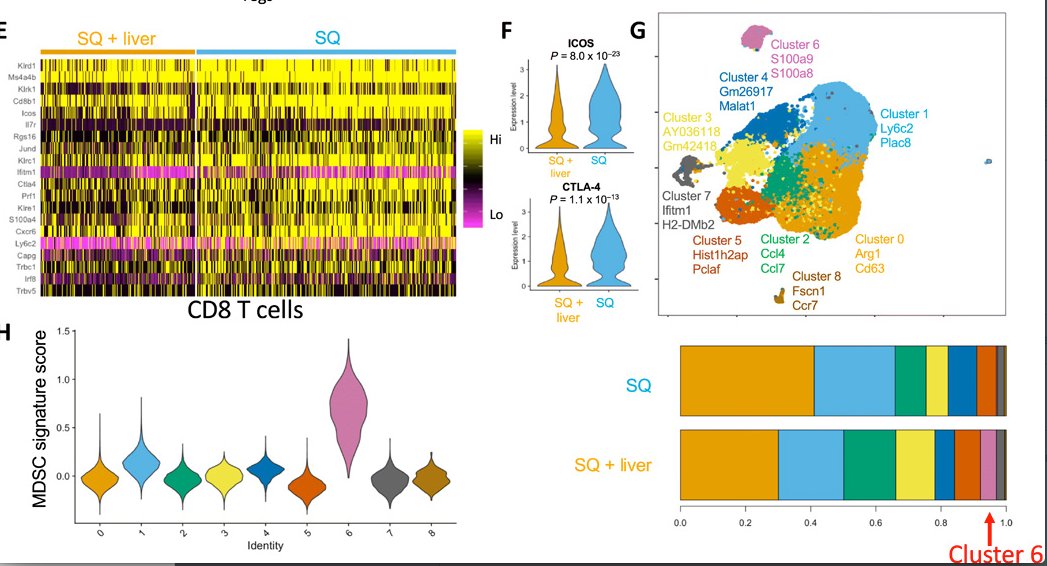 mmw_lmw's tweet photo. #Regulatory_T_cells | control of systemic immunity and #ImmunoTherapy response in liver metastasis | Jeff Bluestone @UCSF @SciImmunology https://t.co/LQQ4r5r0Ba | #2020_ReCapOct https://t.co/f0Cse9BbQq