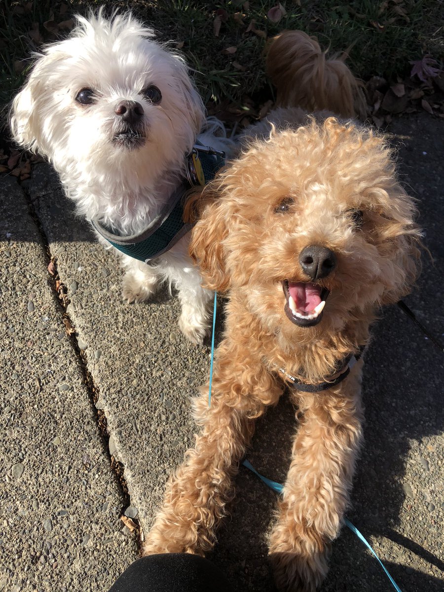 Robcaniglia's tweet photo. @jenniecaniglia here is something to make you smile instead of everything else you are seeing on Twitter right now. Just remember the boys and I love you. #TwoLitteBirds with #TwoFurryPuPs https://t.co/eSbyQ9Mdyc