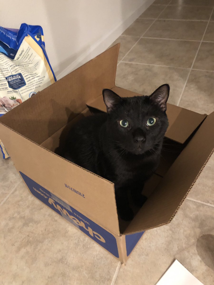 FutureMissMD's tweet photo. Henle loves his @bluebuffalo but mainly the box it comes in😻❤️📦 Thanks @Chewy https://t.co/XRvUNIuW0Z