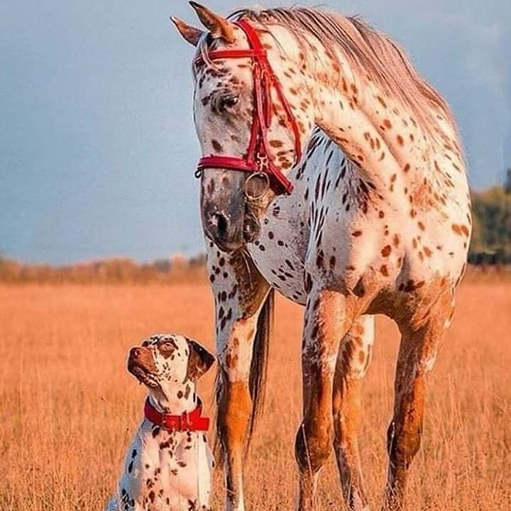 PaddockBlade's tweet photo. Awe and beauty rolled into one 🥰🤩🐴
📸@ronak.real45.horses
#Paddockblade #horseworld #horsesforlife #Horse #caballo #horseloversofinstagram #horseworld #horsevideo #cavalos #horsepower #powerhorse #horsedaily #horseoftheday https://t.co/GBfdrOR7l5