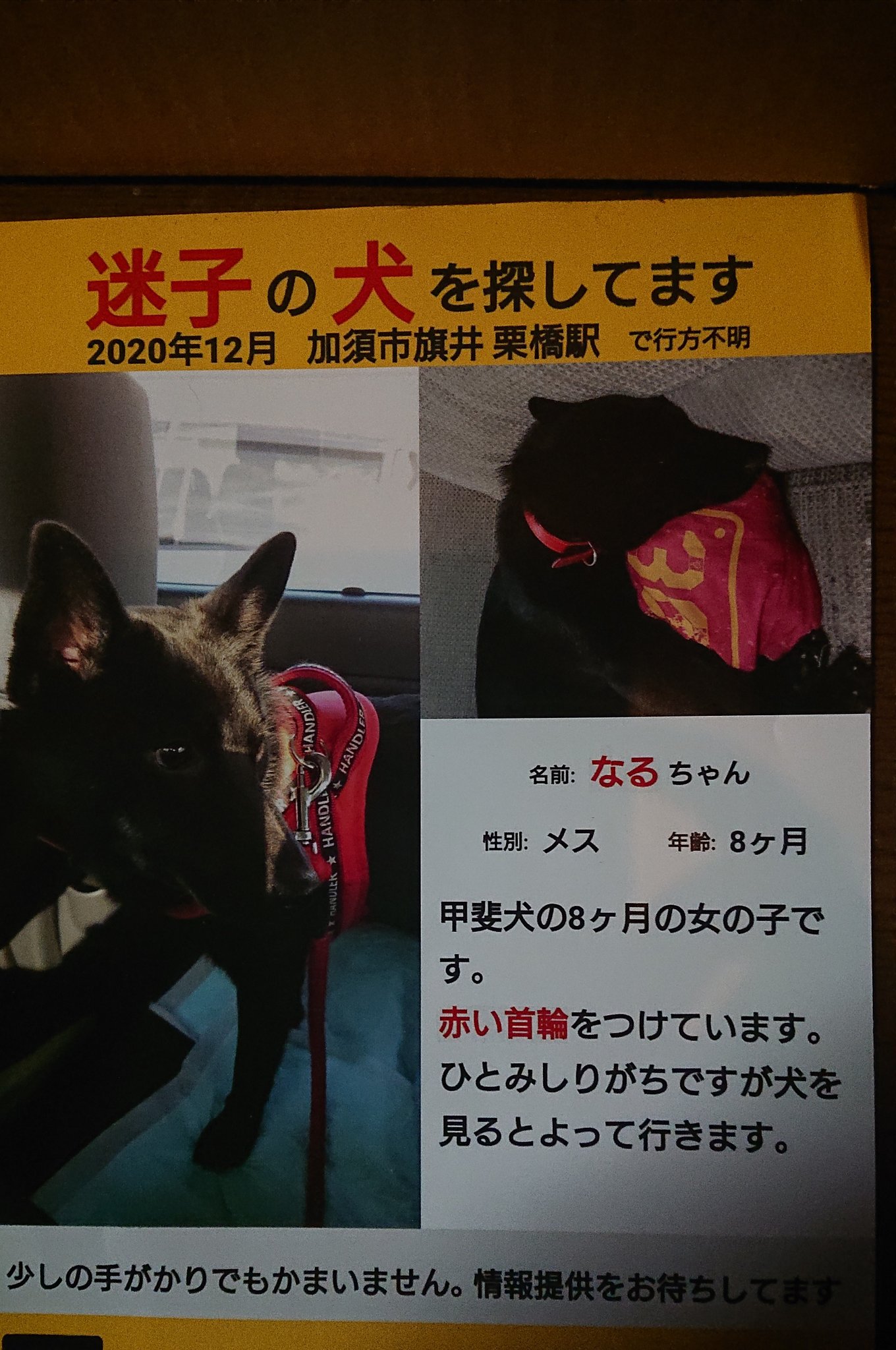 迷子犬 なる を探してます スシ ボンバー 今さっき埼玉県春日部市の16号梅田交差点 キグナスとコジマの間辺りで黒くて赤い首輪で 甲斐犬にしては小さめな 座りオシッコをしている迷子犬らしき目撃情報を頂きました ２２ くらいなので可能性あるかも