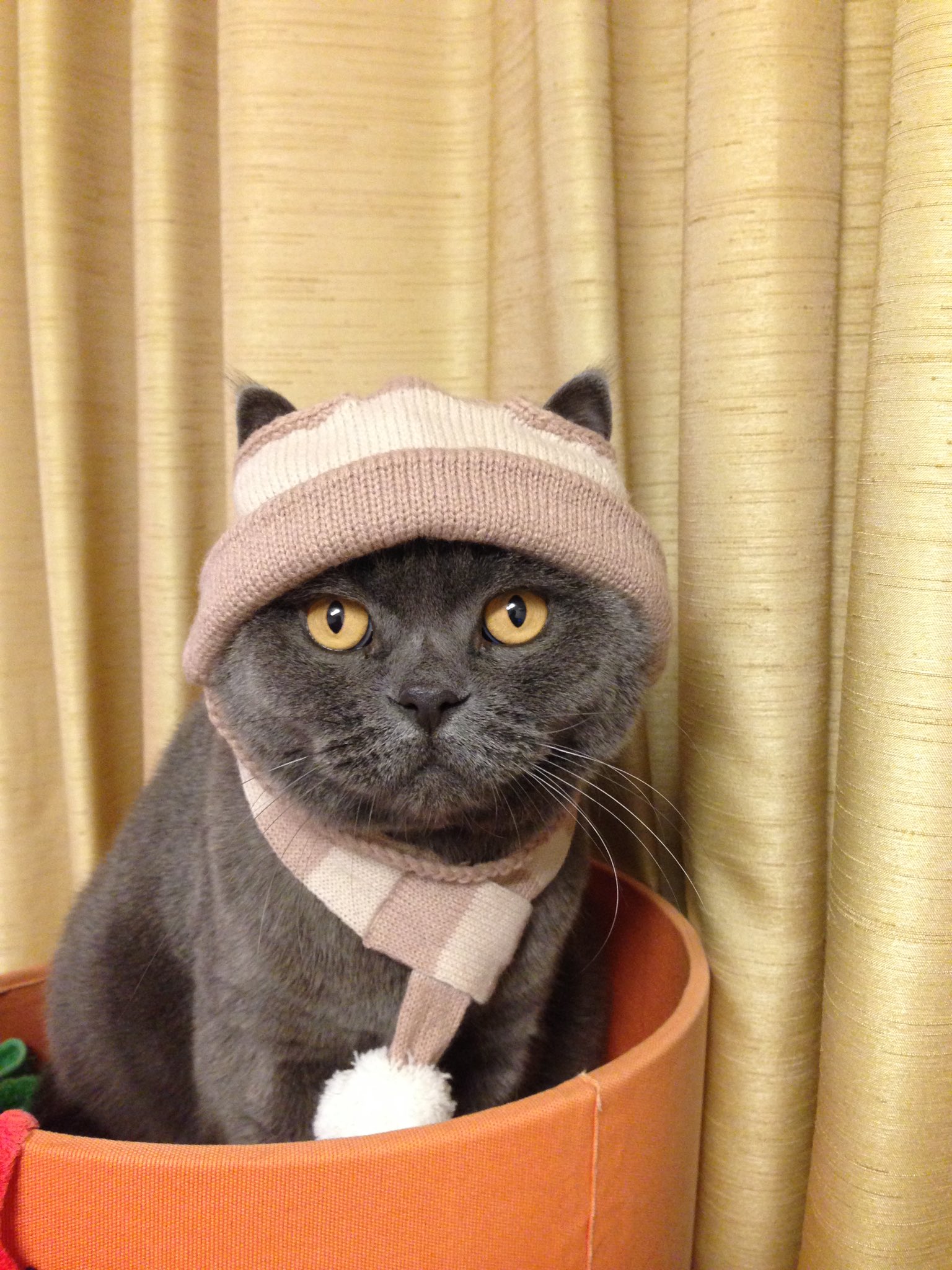 ブリ そして愛猫のブリティッシュショートヘアの ブリ ミッキーブリランテ ブリティッシュショートヘア 招き猫クリップ T Co Ns9zaoxfqy Twitter