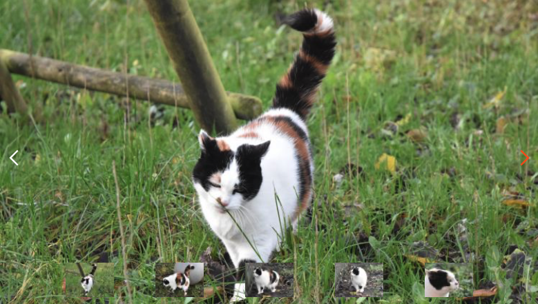 #ikzoekbaas Pebbles is bij ons gekomen omdat haar eigenaar niet meer voor haar kon zorgen. 

Pebbles is een lief dametje met pit, ze weet heel goed wat ze wel en niet wil. Ze zit aan een strikt dieet ivm voedselallergie bit.ly/38p8Z8o.

Mag Pebbles bij jou?