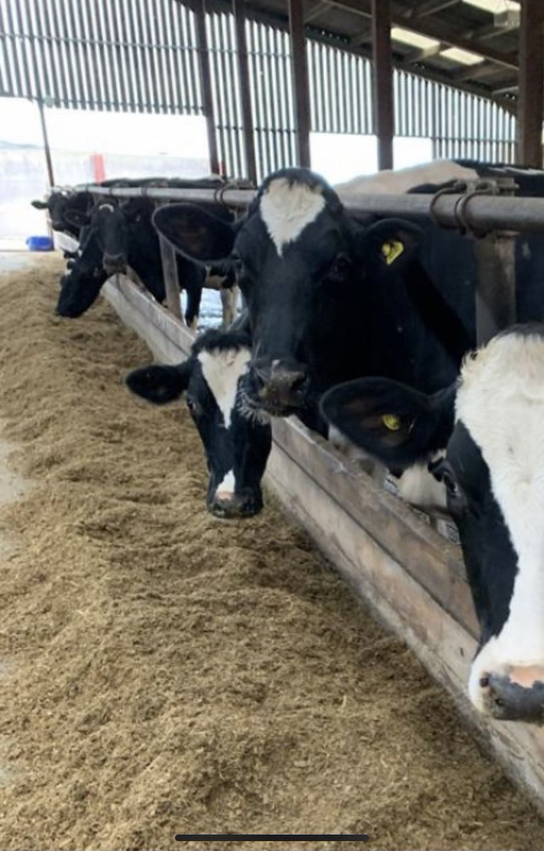 Zoetis have successfully installed another SMARTBOW farm in Somerset this week, fantastic achievement for January! smartbow.com/en-gb/home.aspx