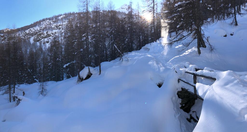 serenata73's tweet photo. Ape in fuga dal giallo verso il bianco sperando di tornare presto a sciamare #Valchiavenna #ValSangiacomo #Lendine #Ciaspole https://t.co/ll1G8Dn9hb