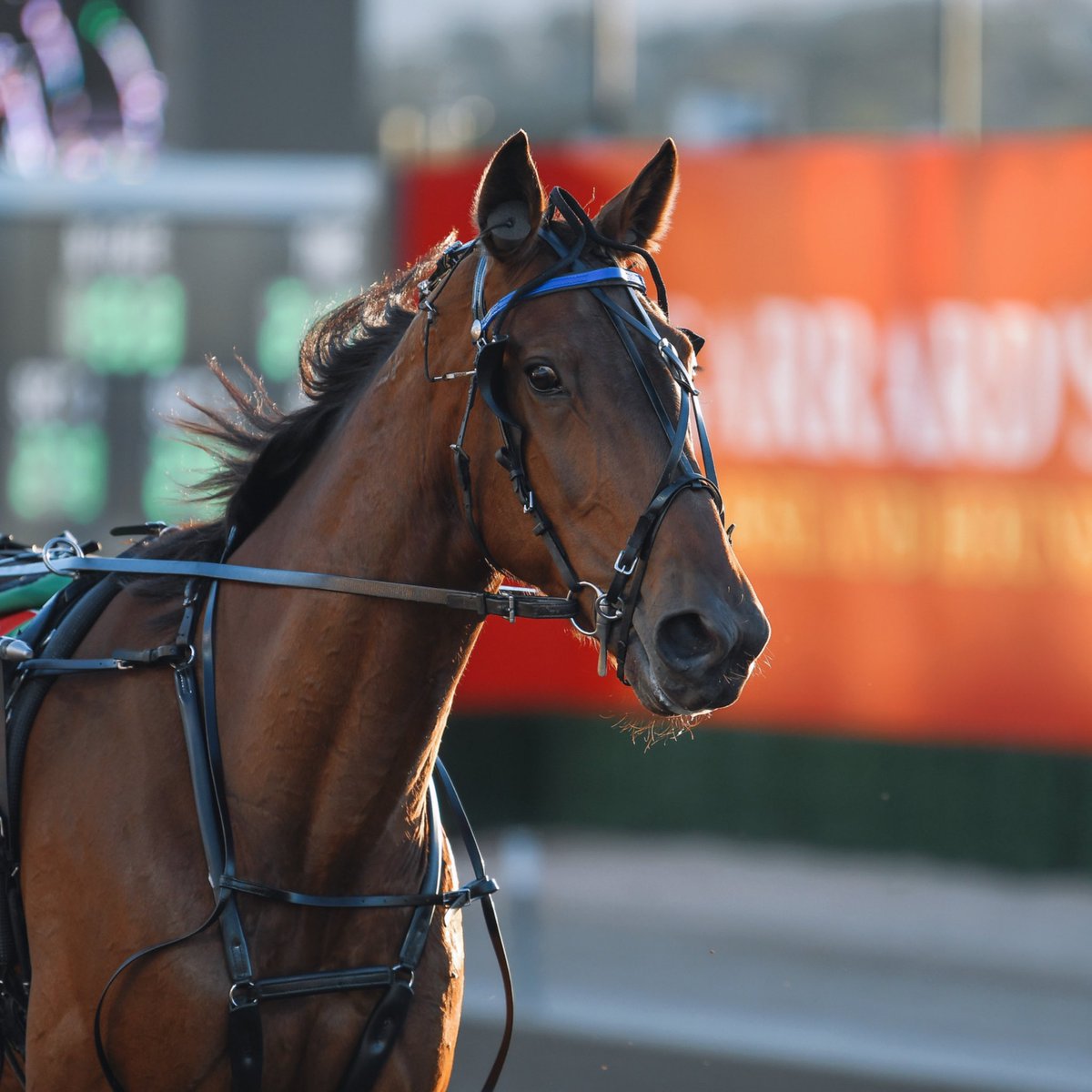 Club Menangle tweet media