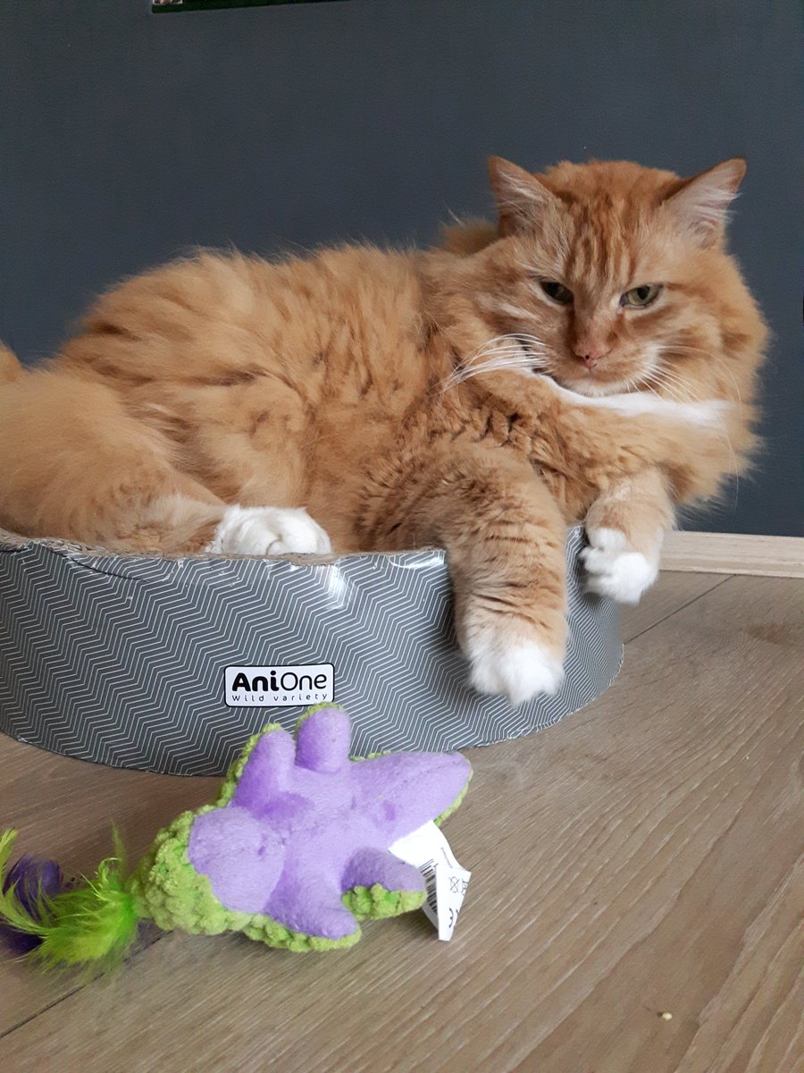 #Caturday is for wondering: should I just snooze or should I fmick that green-pyrply thing? #LadyTroel