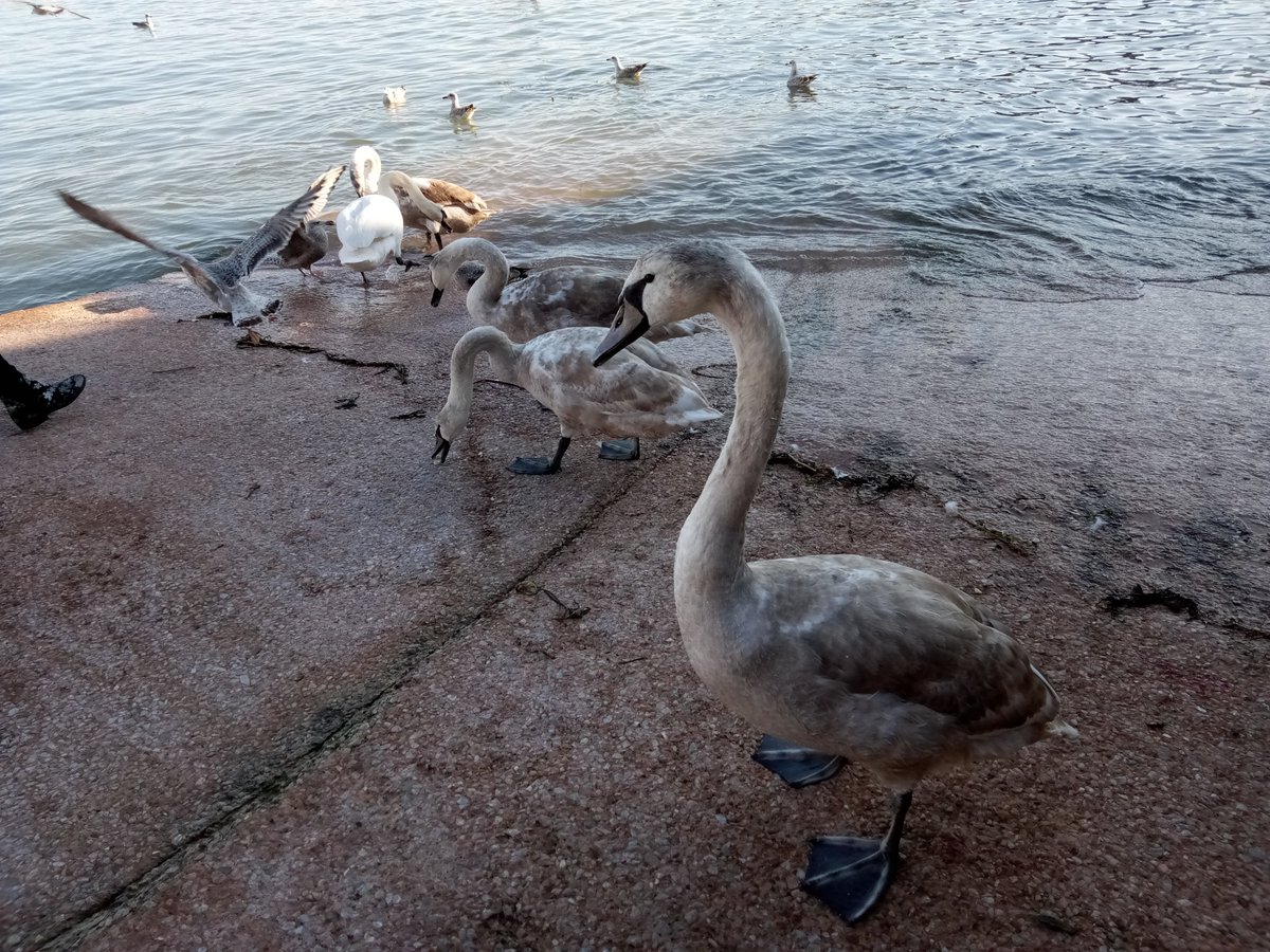 ChesterPingPong's tweet photo. Young swans still with their mum and dad in Paignton harbour and very friendly https://t.co/Pjce3wb5ff