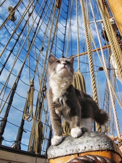 + travel with their owners everywhere they go, to different countries. i expect nikolai would be able to convert his feline friend into a sea cat in no time.