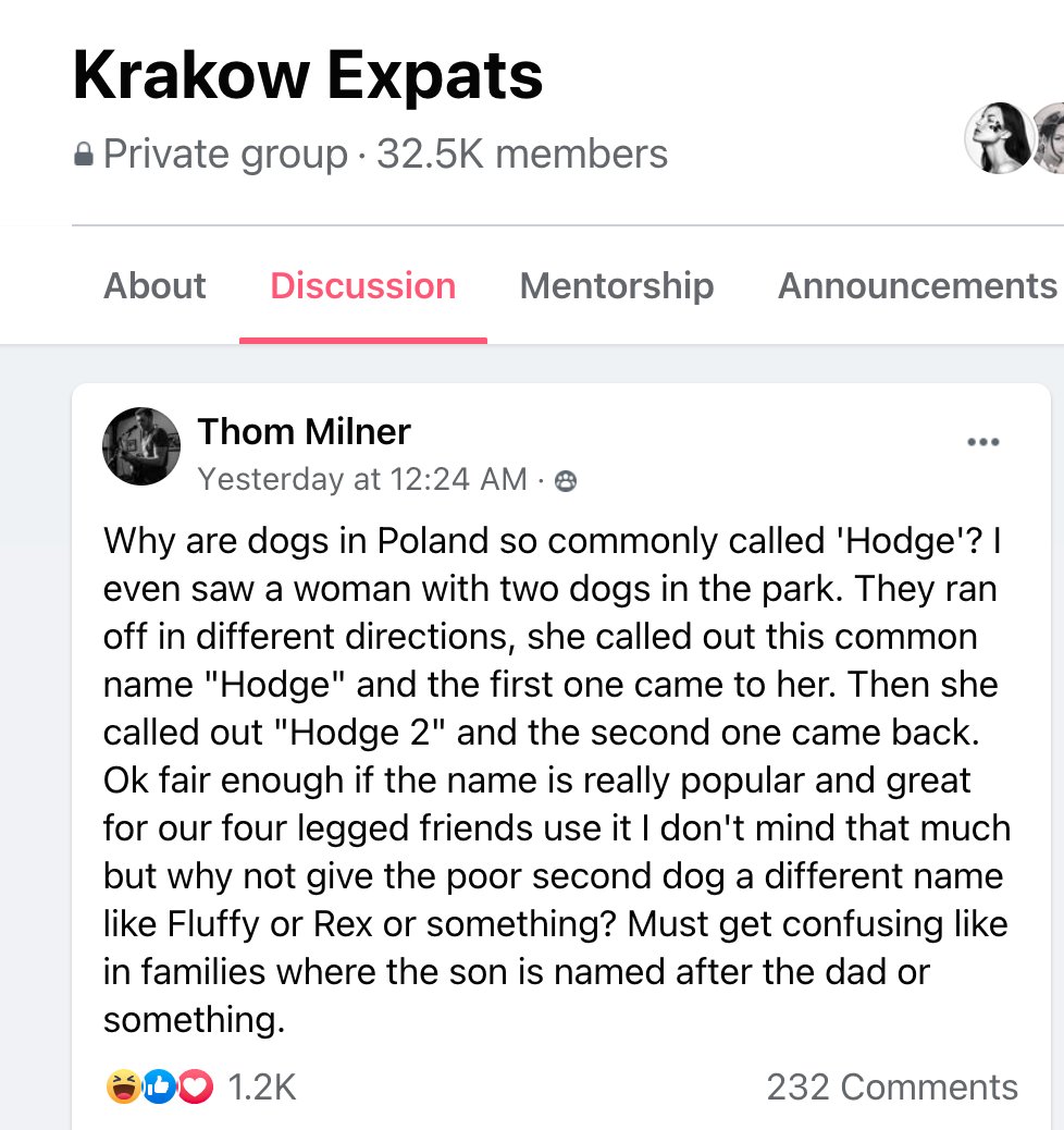 RichardLucasKRK's tweet photo. A dog called "Hodge" goes viral in Krakow..... 

@StanleySBill @danieltilles1 @notesfrompoland @edwardlucas https://t.co/wedJDlbyJL
