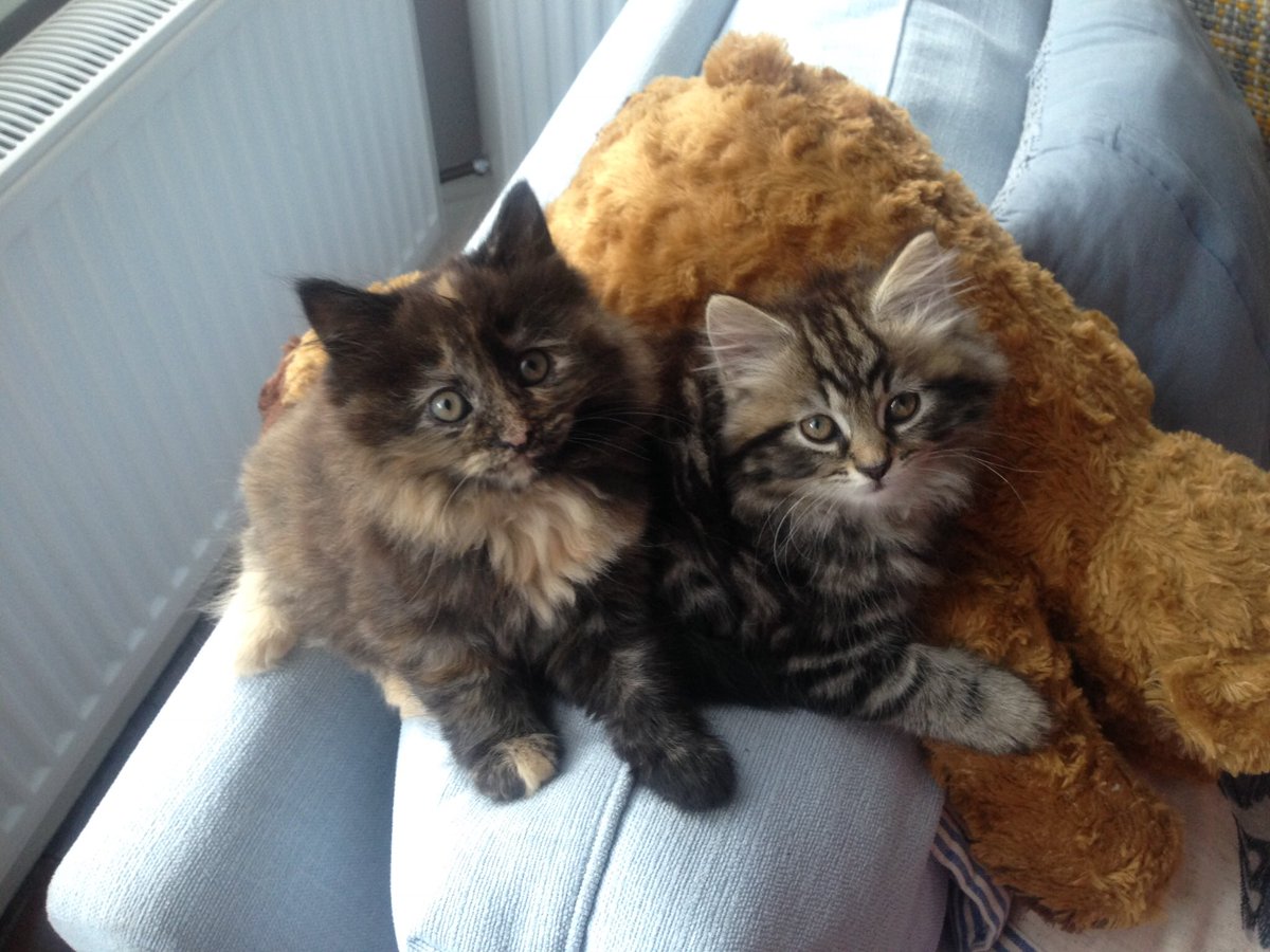 Throw back to when my fluff balls were wee kittens. So scrumptious 😻😻#Caturday #kittensoftwitter #CatsOfTwitter #DoubleTrouble