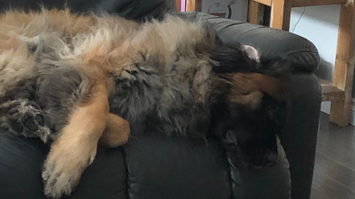 LeonbergerMax's tweet photo. Tough day at the Pawffice 
💗🐻💗
#punny #NotReally #leonberger #dogsoftwitter #dogsofinstagram #fluffy #fluffybuttfriday #sleep https://t.co/nJ20k6OgSw