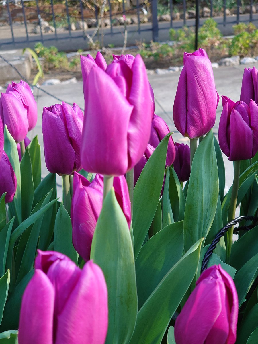 冬のチューリップ