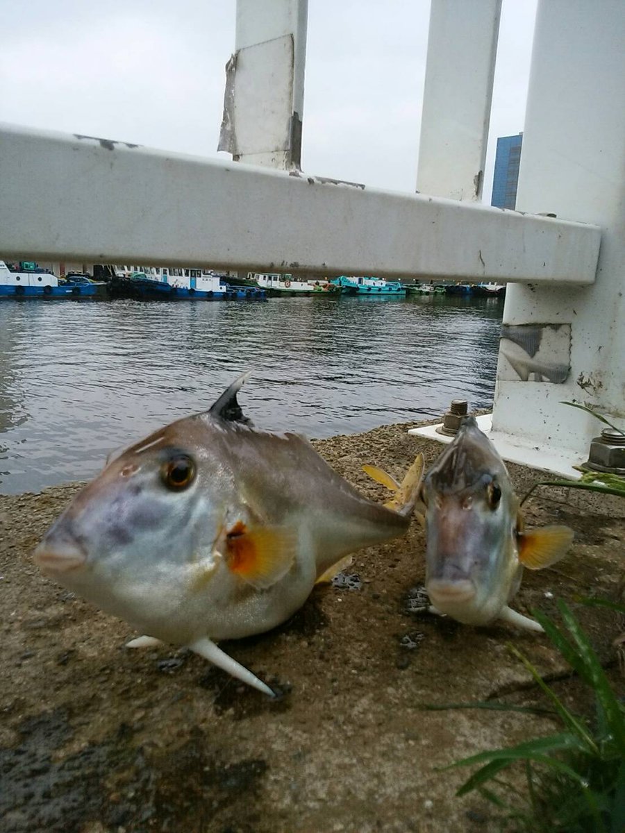 ギマ Twitter પર હ શટ ગ ギマ Twitter પર હ શટ ગ