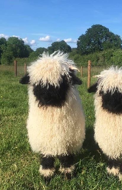 .     OG                Baby  Anunoby         GoatSheep                  (idc same/same)