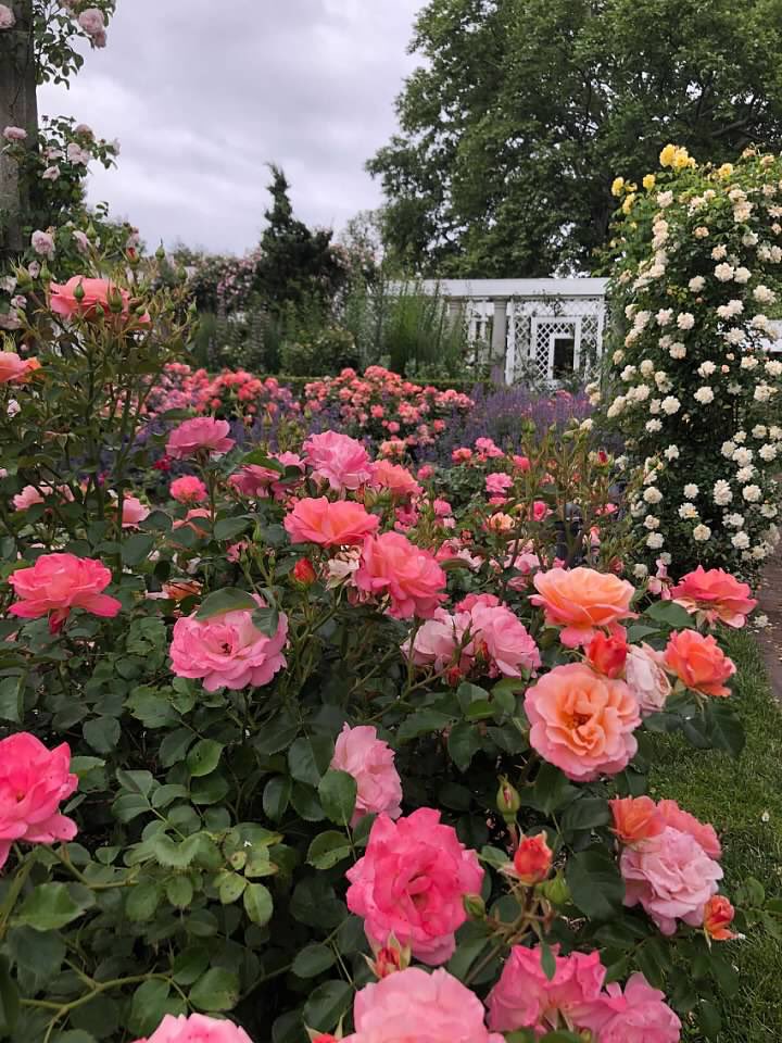 IvyGateflorals's tweet photo. Taken a few years ago but still warms my soul on a cold winter day. #brooklynbotanic https://t.co/Mmq53sZiRm