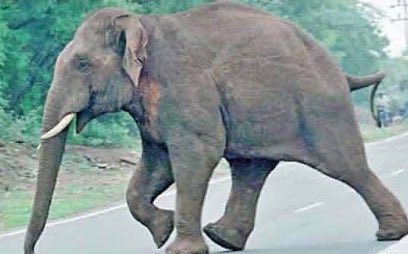 "அய்யா ஏனிந்த பதட்ட ஓட்டம்? ஏதேனும் ஆபத்தா"என்று கேட்டார்.ஓடிவந்தவர்,"ஆம் அய்யா.எதிரே ஒரு மதம் பிடித்த யானை ஒன்று எல்லோரையும் துரத்திவருகிறது.அதன் பிடியில் அகப்பட்டால் மிதித்தே கொன்றுவிடும்.ஆகவே அனைவரும் ஓடுகிறோம்நீங்களும் தகுந்த பாதுகாப்பான இடத்திற்குச் செல்லுங்கள்" என்று