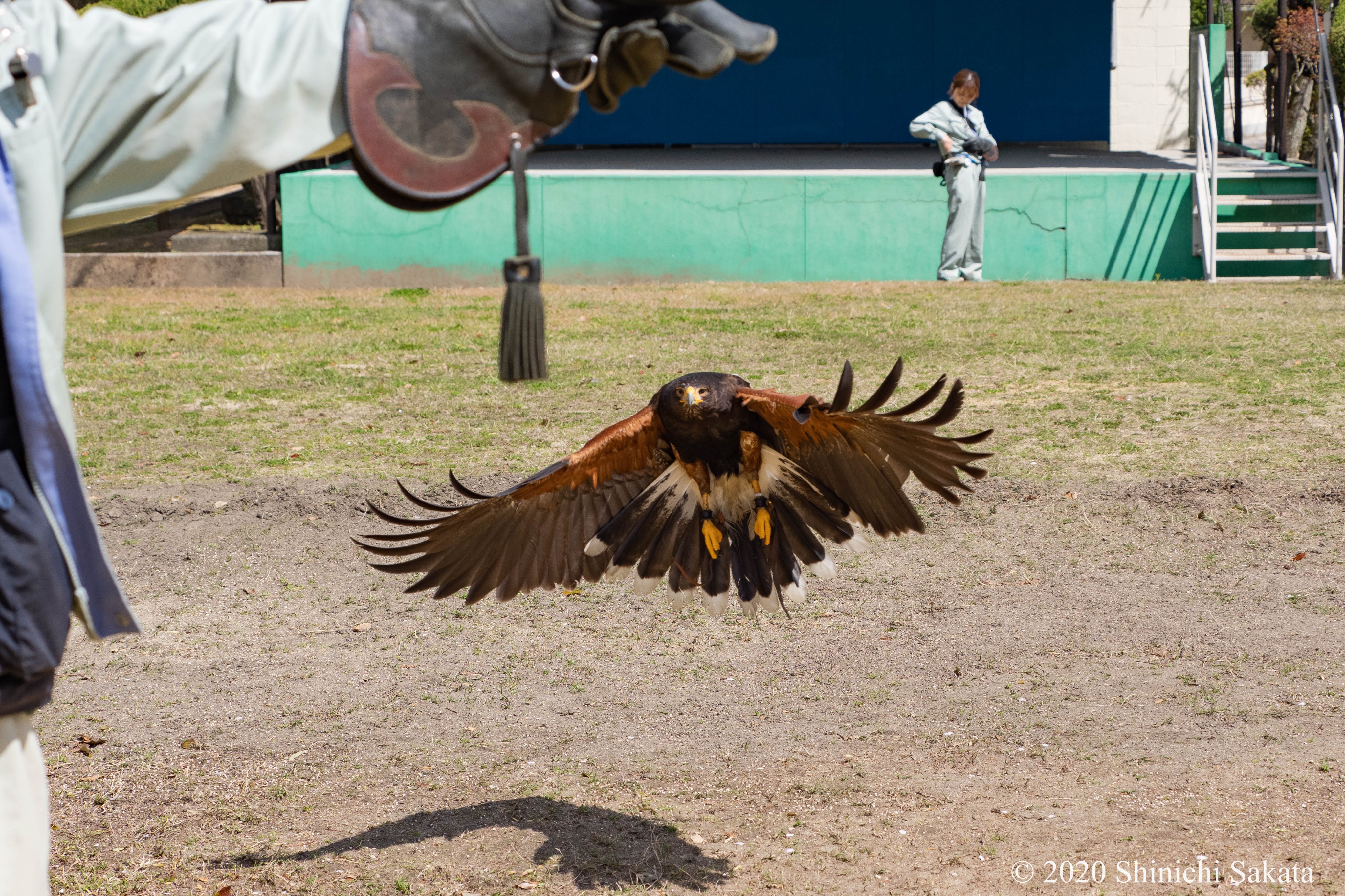 動物園写真家 阪田真一 サカタシンイチ 姫路市立動物園のハリスホークさん 桜満開のお堀の上をロケーションに撮影をさせて頂きました 腕を出して待つ場所や高さを飼育員さんと調整して撮影させて頂きました 感謝 動物園めぐり P138 未掲載写真 動物園