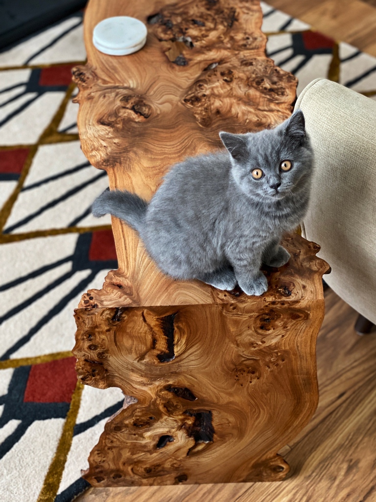 osmo_uk's tweet photo. Happy #Caturday π±
Beautiful Bonnie has given the seal of approval on this stunning Elm Waterfall table which has been finished with Osmo. Project by @alexander_and_ellis (IG)
#OsmoOil #elmwood #elmtable #woodworking #furniture #woodworker #handcrafted #craftsmanship https://t.co/5gwOifbipO