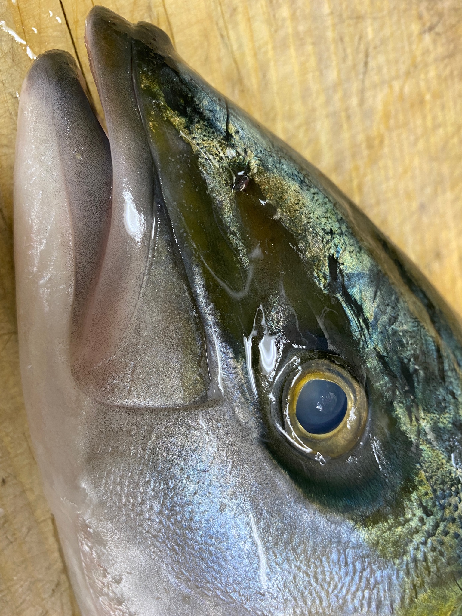 せい しばらく低浮上 さかなのはんたいのさかな 答えは魚に反と書いて魬 はまち でした という事で 今日は魬を 関東ではブリの養殖物のことを 関西ではブリより小さいものを つばす メジロ ハマチ ブリ と呼称が変わります 養殖技術の発達により