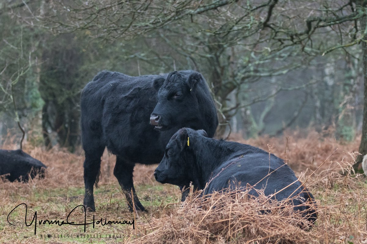 Some of the Cattle in the forest, so ignored but they are beauties too
<a href="/Natures_Voice/">RSPB</a>

<a href="/BBCSpringwatch/">BBC Springwatch</a>

<a href="/BBCEarth/">BBC Earth</a>

<a href="/WildlifeTrusts/">The Wildlife Trusts</a>

@wildlife_uk

<a href="/CanonUKandIE/">Canon UK and Ireland</a>

 #TwitterNatureCommunity  
<a href="/natureslover_s/">Nature Lovers</a>

 #BBCWildlifePOTD #eosrp

<a href="/NewForestNPA/">New Forest NPA</a>