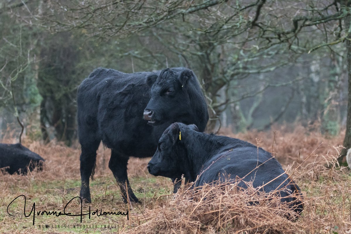 Some of the Cattle in the forest, so ignored but they are beauties too @Natures_Voice @BBCSpringwatch @BBCEarth @WildlifeTrusts @wildlife_uk @CanonUKandIE #TwitterNatureCommunity @natureslover_s #BBCWildlifePOTD #eosrp @NewForestNPA