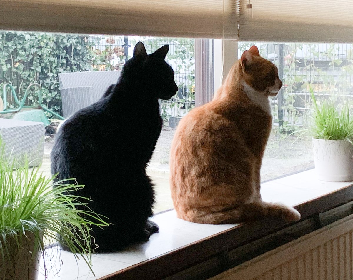 MaxEnKoos's tweet photo. Uit het #fotoalbum: “Max en Koos als peper- en zoutstel”. https://t.co/nlvWujkuqh