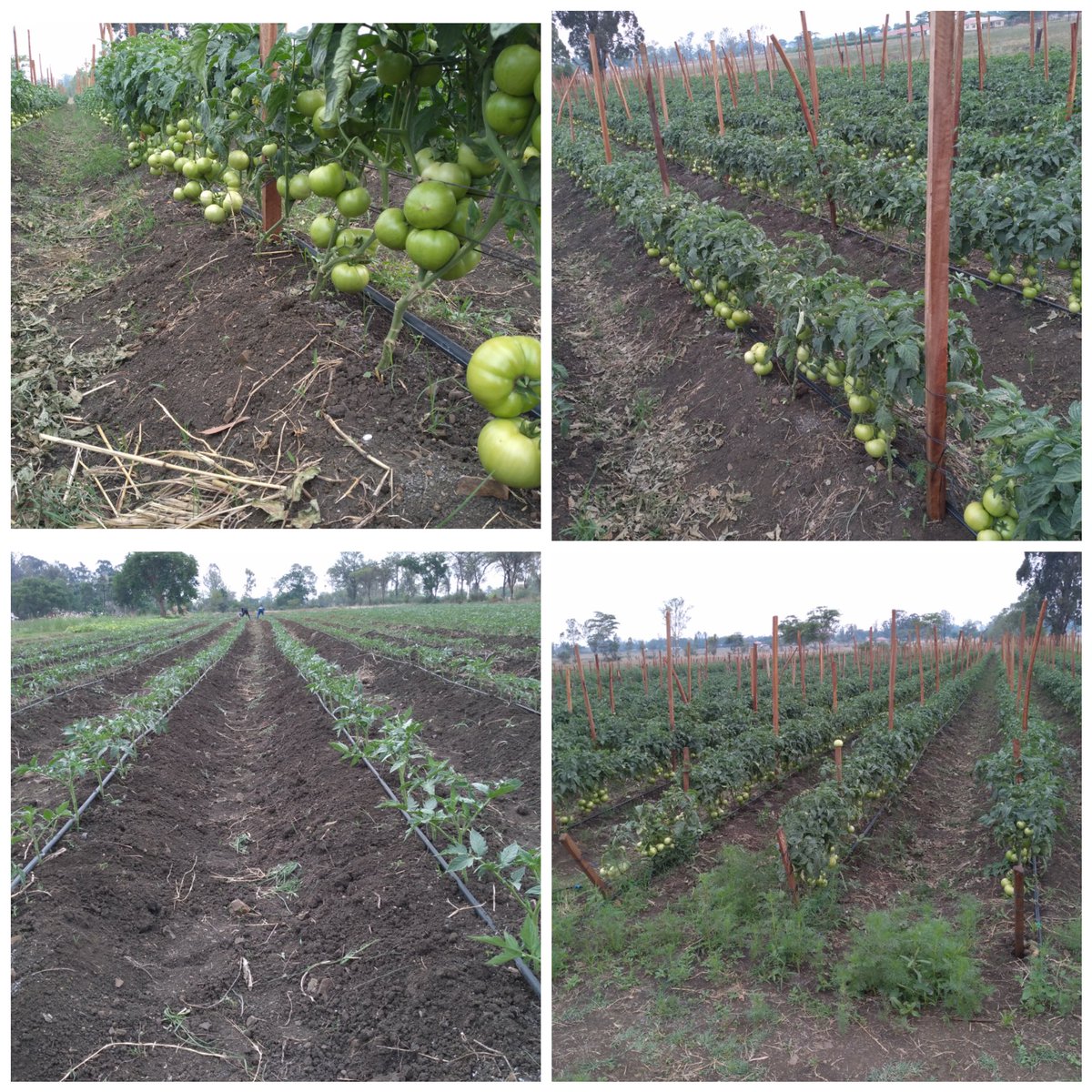 Bright musakanda tweet media