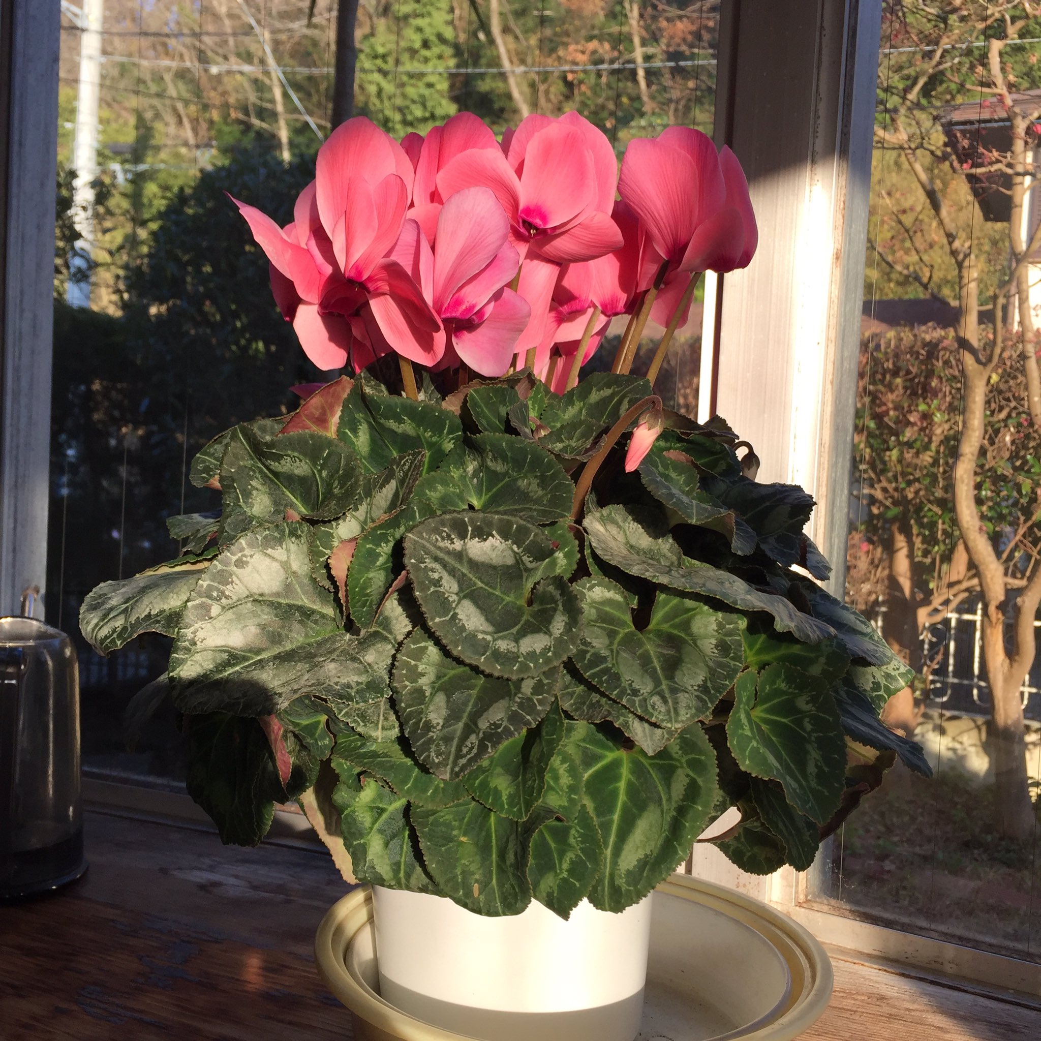 Masashi シクラメンの鉢植え Cyclamen In A Flowerpot シクラメン 花 赤い花 ピンク色の花 冬の花 鉢植えの花 花が好き 冬 晴れ 日差し Cyclamen Flower Blume Fleur Flora Flowerlover Redflower Pinkflower Roteblume Rosablume
