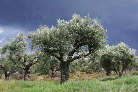 eelia3106's tweet photo. ΚΑΛΛΙΟΝ ΠΟΥ ΚΑΣ ΤΗΝ ΕΛΙΑ 
ΤΖΙ ΑΣ ΕΙΜΑΣΤΑΝ ΣΤΟΥΣ ΤΟΠΟΥΣ ΜΑΣ ! https://t.co/lEUyMv6GSw