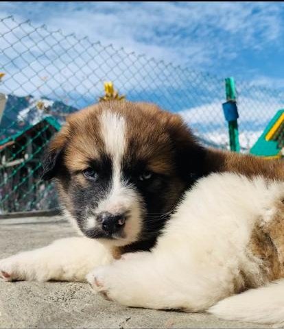 LagomStay's tweet photo. Say hello to our fellow Lagom-er Zora! He is one month old and was abandoned on the street before humans decided to bless themselves with his presence. 

He is friendly, loving and a little ball full of enthusiasm 😂🤭

#dogs #PeaceAndPets
#poochperfect
#manali #WorkFromAnywhere https://t.co/HrWPtddDo8