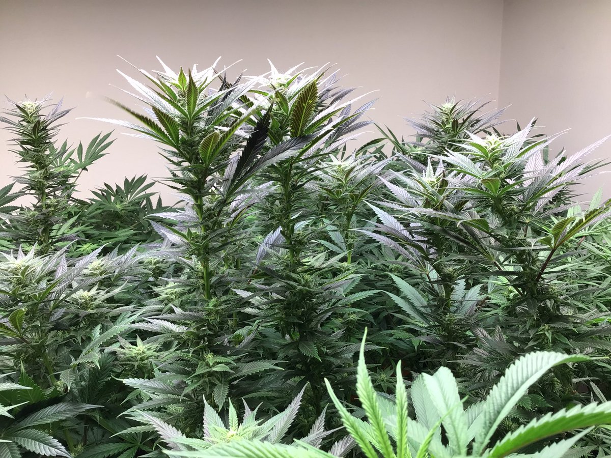 BIGHURT's tweet photo. This blueberry headband is a monster ,🌱x🌱x🌱x🌱 https://t.co/I4FP25CKnO