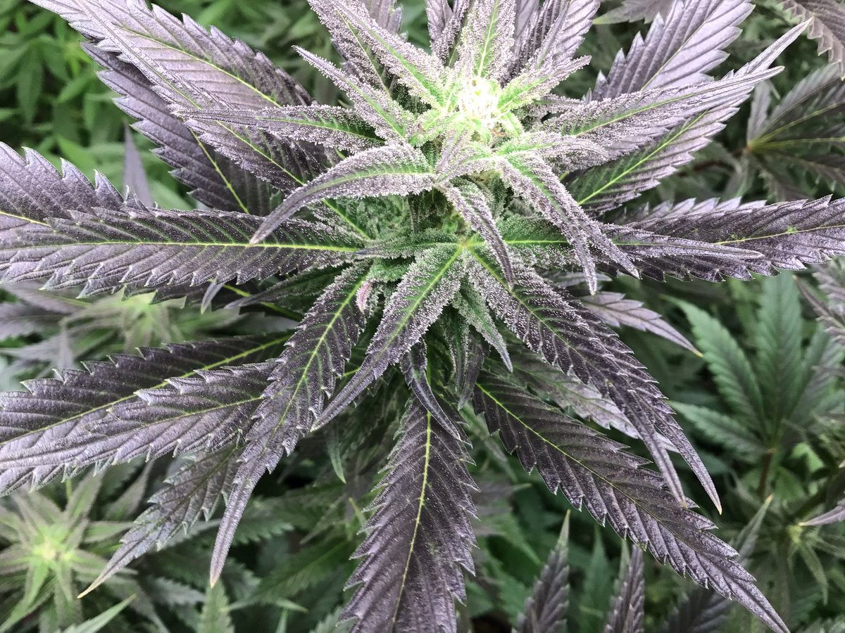 BIGHURT's tweet photo. This blueberry headband is a monster ,🌱x🌱x🌱x🌱 https://t.co/I4FP25CKnO