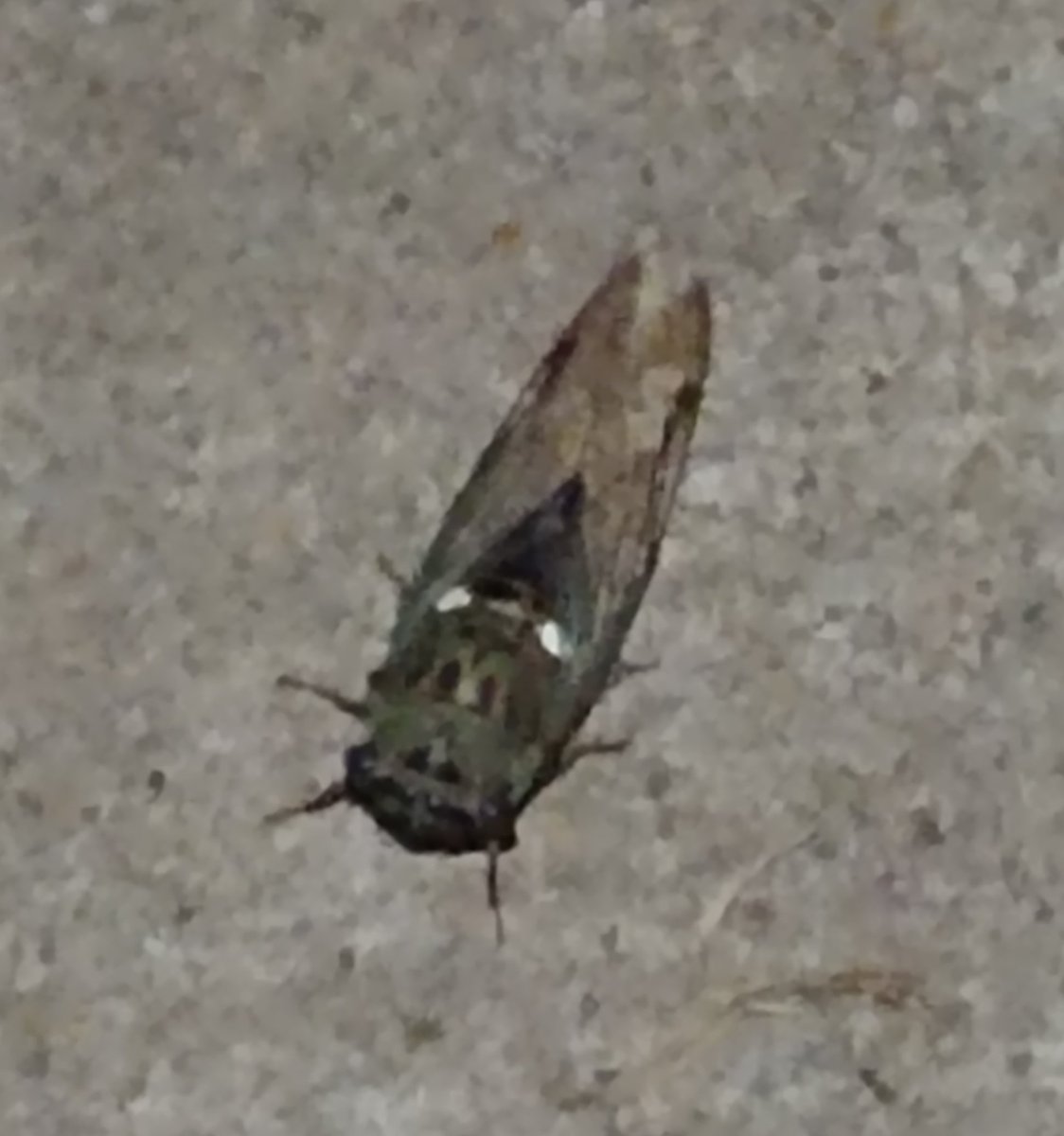 TexasCourier's tweet photo. If you ever wanted to see a Secada here you go #secada #bug #wierd https://t.co/BM37212RrD