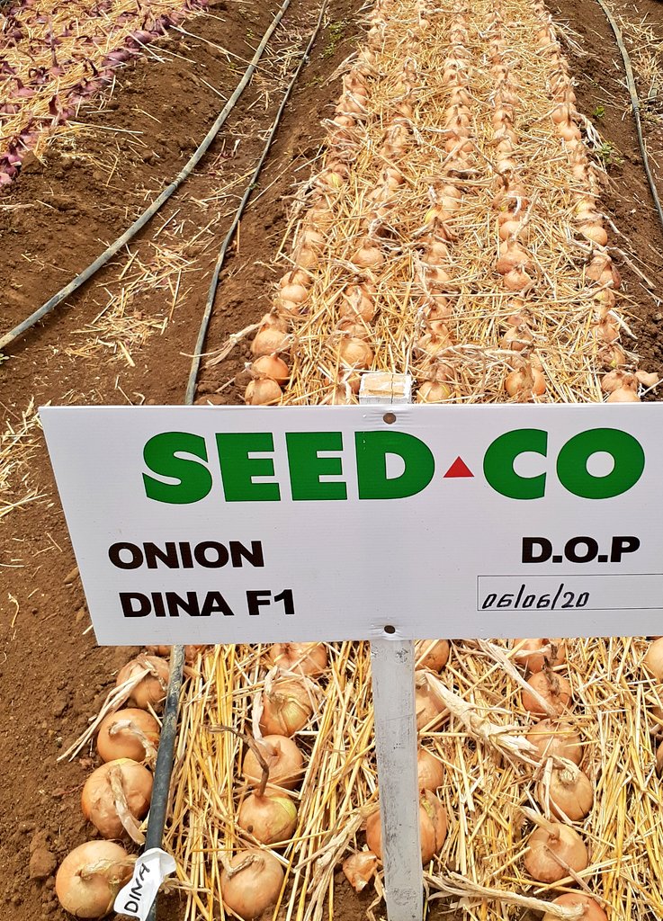 Mudumenwemari..Int'l tweet media