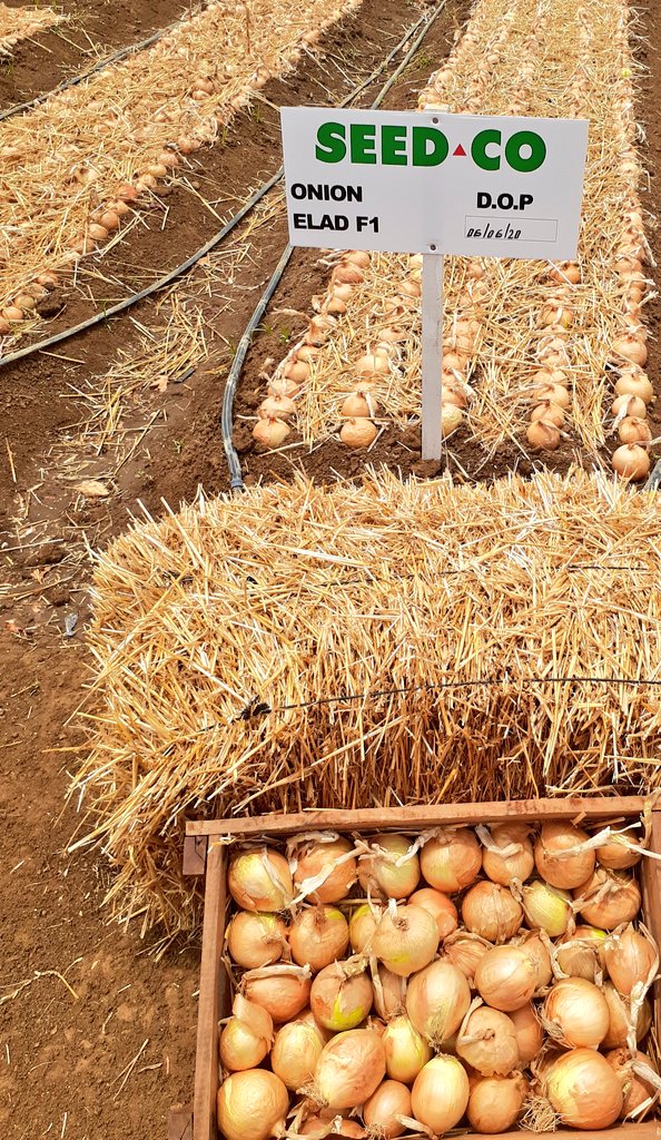 Mudumenwemari..Int'l tweet media