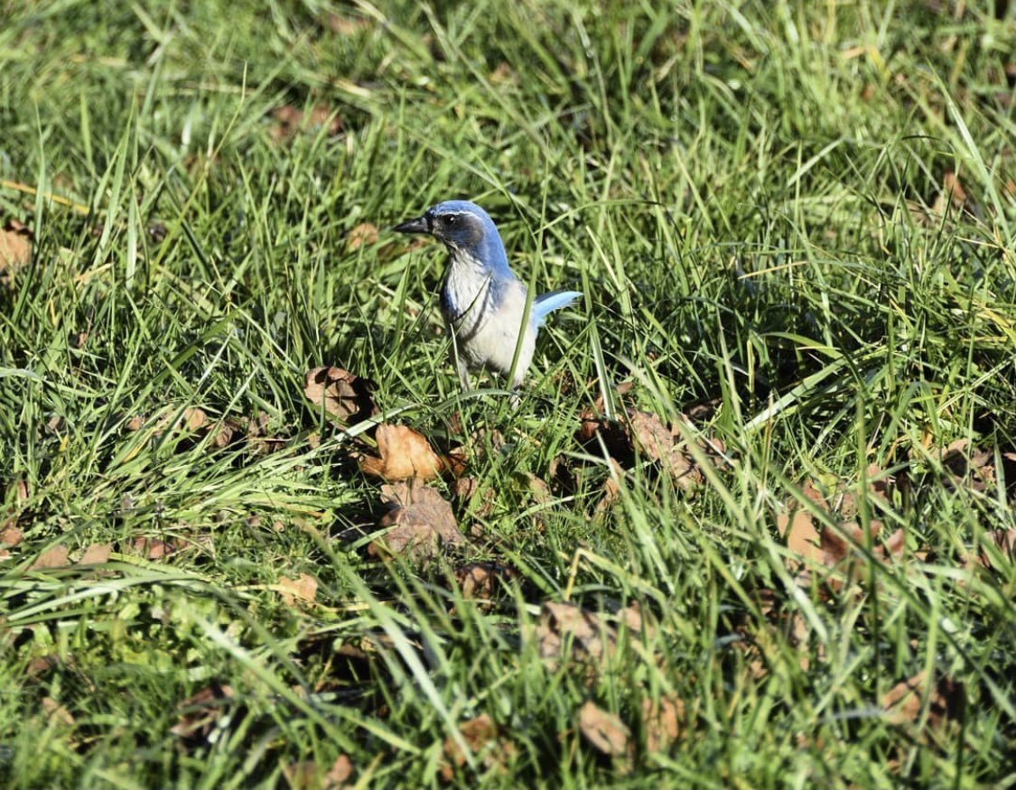 EduardoExplorer's tweet photo. Scrub Jay, Acorn Woodpecker and Heron hanging out at @USFWSRefuges William L. Finley National Wildlife Refuge, Corvallis Oregon
#birding #wildlife #wildlifephotography #efta_birdday #usfwsrefuges https://t.co/6qA7eApJdc