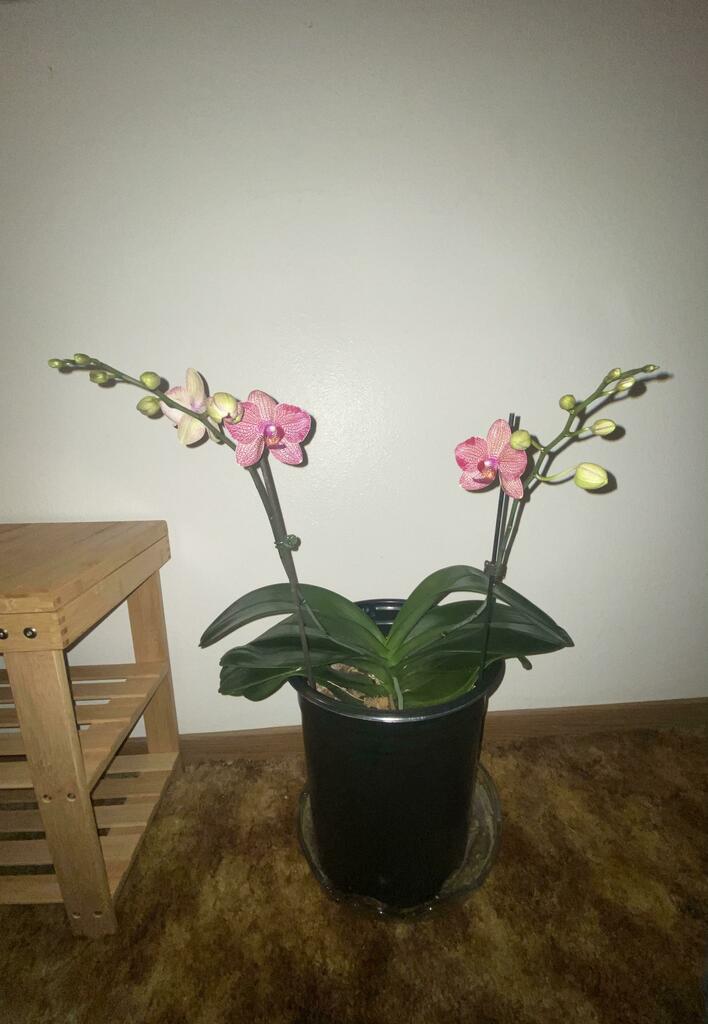 The orchid I’ve been taking care of for 5 years! 😊