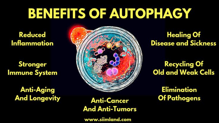 Benefits of Autophagy Removing toxic proteins from cells that are attributed to neurodegenerative diseases(parkinsons and almeizer) and agingRecycling residual proteins.Providing energy and building blocks for cell repairsRegeneration of new and healthy cells.