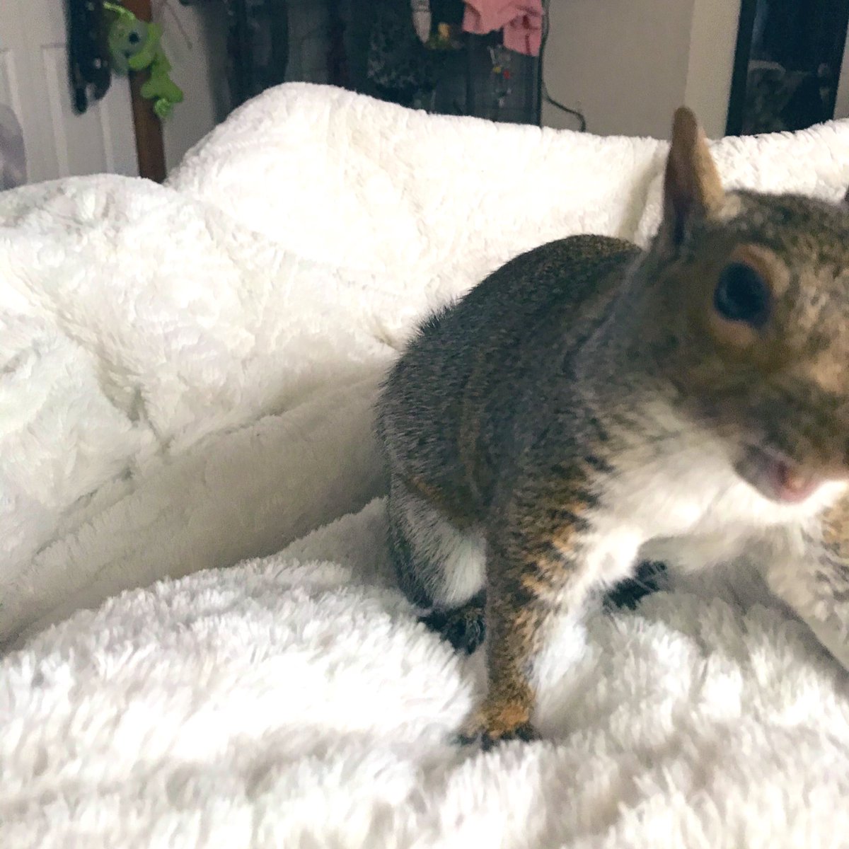 StrangeLounge's tweet photo. Everything in the house belongs to Daphne, we just ask to borrow stuff. Today she went by the mice & watched them as Smalls went full speed on her wheel 🐭🐿🥰 #squirreldad #mousedad https://t.co/5pqm0sXhP7