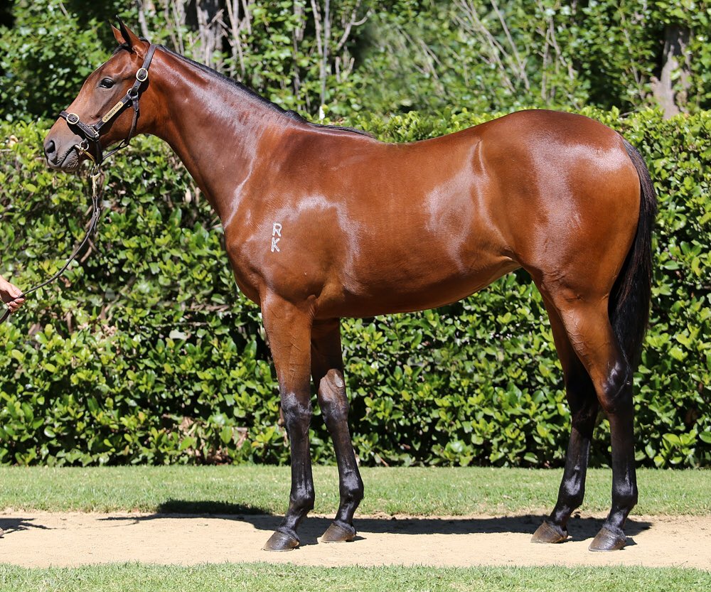 NP bred raised &amp; sold Yao Dash blitzed his rivals <a href="/GCTurfClub/">Gold Coast Turf Club</a> this afternoon ⚡️- His half sister is Lot 680 <a href="/mmsnippets/">Magic Millions</a> a beautiful filly by <a href="/SpiritofBoom/">Spirit of Boom</a> Come and check her out 🐎 #ourbrandyoursuccess #MMGC21
