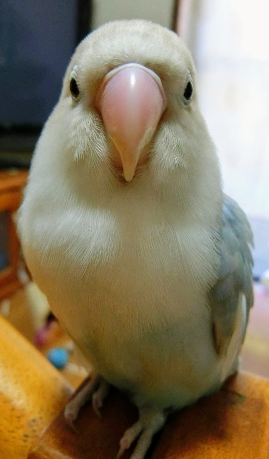 白いﾎﾞﾀﾝｲﾝｺのムーコを探しています Button Muko Twitter