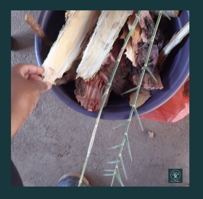 SwaTsakani's tweet photo. The 2nd wave of Covid-19 is upon us & the team & I are taking all the necessary precautions to stay safe. Deep bush walks to collect ingredients 4rm Mother Nature for steaming has become a ritual. #FarmingTwitter #Futha
(Disclaimer: Not qualified to tell you what’s in the mix.) https://t.co/u2z6FBsTam