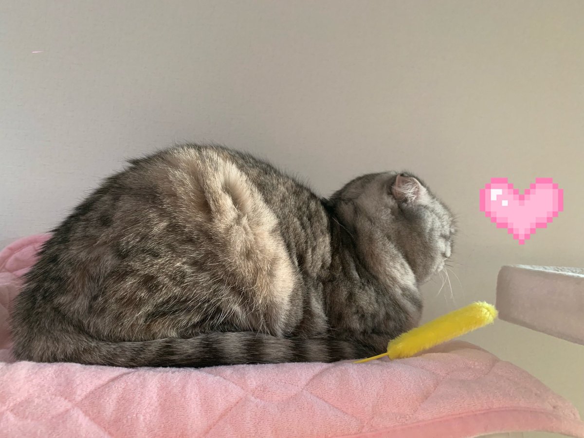 microakino's tweet photo. 🙆‍♀️まんまる anonはのんびり🌼
新しいCATタワーpresentしたのに馴染んでくれない💧高さ低めだったからか⁈ も少し高さのある階段式をpresentして二台使いにしよっ🐈♡ 古いCATタワー処分悩むなぁ… 粗大ゴミかな⁈ #猫との生活 https://t.co/WLKM8G6E54