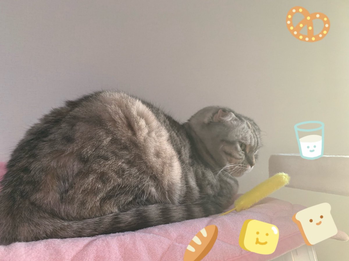 microakino's tweet photo. 🙆‍♀️まんまる anonはのんびり🌼
新しいCATタワーpresentしたのに馴染んでくれない💧高さ低めだったからか⁈ も少し高さのある階段式をpresentして二台使いにしよっ🐈♡ 古いCATタワー処分悩むなぁ… 粗大ゴミかな⁈ #猫との生活 https://t.co/WLKM8G6E54