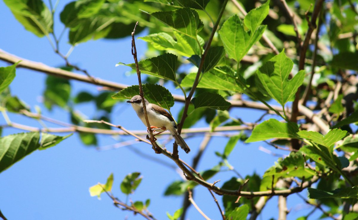 WildlifePhoto11's tweet photo. Beauty of Nature 
#birdslovers #birdsphotography #nature #NaturePhotography #wildlife #wildlifephotography #TwitterNatureCommunity @Britnatureguide https://t.co/PIMSbNNi6m