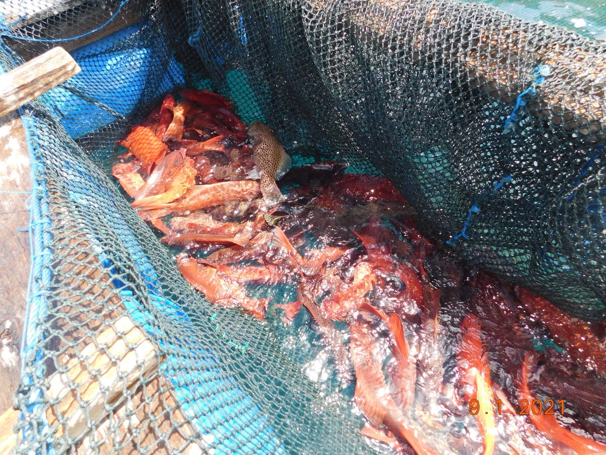 wilkerbalut's tweet photo. 09/01/2021 #OneHealthKIPM
Kegiatan Pengawasan Stuffing Pemuatan Ikan Kerapu Hidup dan Lobster Hidup di Desa Liang Kab. Banggai Kepulauan Milik UD. PULAU MAS Tujuan Benoa Bali Via KM. Pulau Mas 88 Oleh Petugas :
@WilkerBalut
@HumasBKIPM
@rinajanwar2201
@darwis_skipmlb
@medya1978 https://t.co/MTDDP4SUVQ
