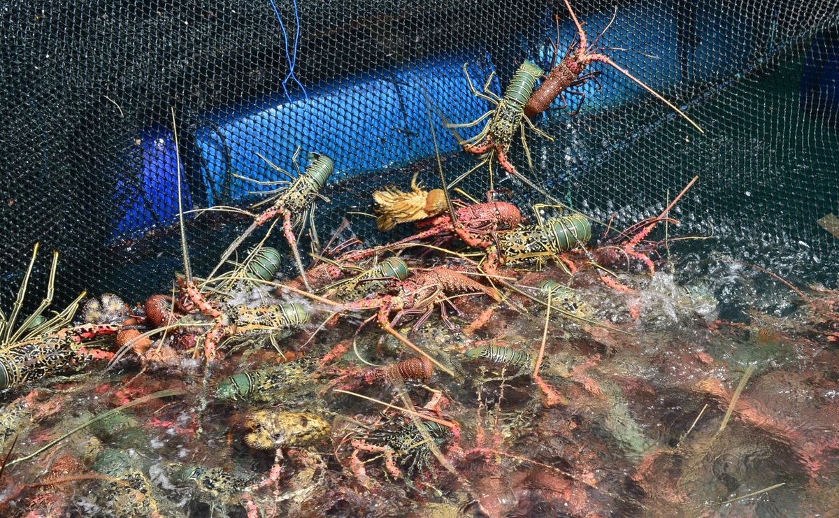 wilkerbalut's tweet photo. 09/01/2021 #OneHealthKIPM
Kegiatan Pengawasan Stuffing Pemuatan Ikan Kerapu Hidup dan Lobster Hidup di Desa Liang Kab. Banggai Kepulauan Milik UD. PULAU MAS Tujuan Benoa Bali Via KM. Pulau Mas 88 Oleh Petugas :
@WilkerBalut
@HumasBKIPM
@rinajanwar2201
@darwis_skipmlb
@medya1978 https://t.co/5xmWZhabWS