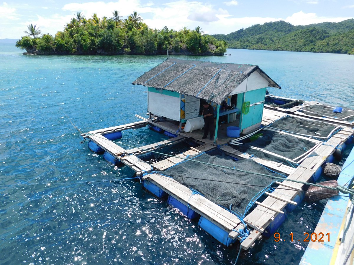 wilkerbalut's tweet photo. 09/01/2021 #OneHealthKIPM
Kegiatan Pengawasan Stuffing Pemuatan Ikan Kerapu Hidup dan Lobster Hidup di Desa Liang Kab. Banggai Kepulauan Milik UD. PULAU MAS Tujuan Benoa Bali Via KM. Pulau Mas 88 Oleh Petugas :
@WilkerBalut
@HumasBKIPM
@rinajanwar2201
@darwis_skipmlb
@medya1978 https://t.co/oafhGre2tG